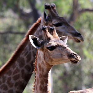 South African giraffe or Cape giraffe (Giraffa camelopardalis giraffa)