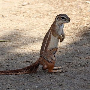 South African Ground Squirrel (Geosciurus inauris) wild on zoo grounds
