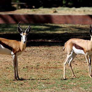 springbok (Antidorcas marsupialis)