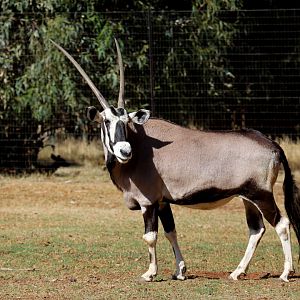 gemsbok or South African oryx (Oryx gazella)