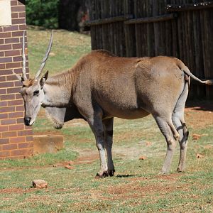 cape eland (Taurotragus oryx oryx)