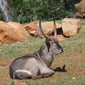 Ellipsen Waterbuck (Kobus ellipsiprymnus ellipsiprymnus)