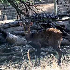 Cape bushbuck (Tragelaphus sylvaticus sylvaticus)