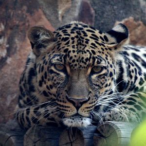 African leopard (Panthera pardus pardus)