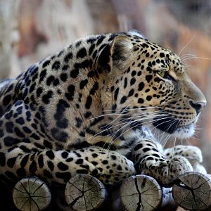 African leopard (Panthera pardus pardus)