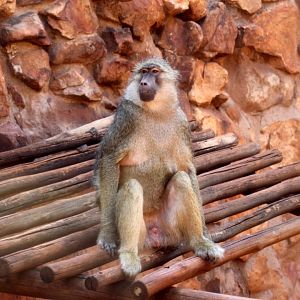 yellow baboon (Papio cynocephalus)