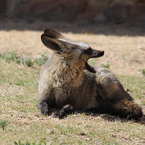 Bat-eared fox (Otocyon megalotis virgatus)