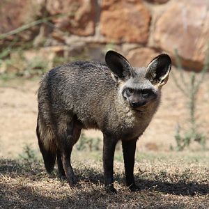 Bat-eared fox (Otocyon megalotis virgatus)