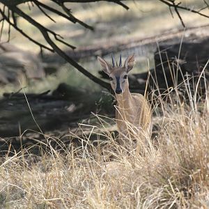 Cape Duiker (Sylvicapra grimmia grimmia)