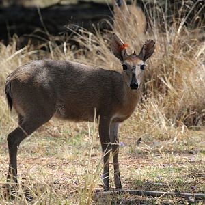 Cape Duiker (Sylvicapra grimmia grimmia)
