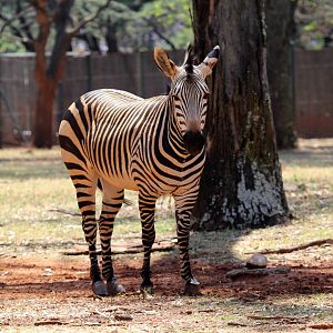 Hartmann's mountain zebra (Equus zebra hartmannae)