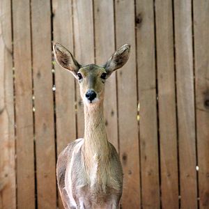 southern or common reedbuck (Redunca arundinum)