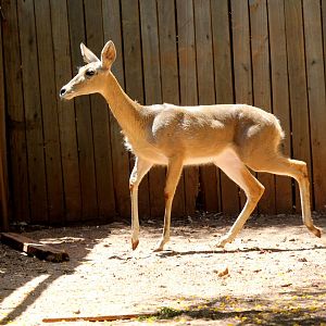 southern or common reedbuck (Redunca arundinum)