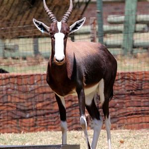 bontebok (Damaliscus pygargus)