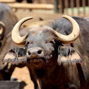 Cape buffalo, (Syncerus caffer caffer)