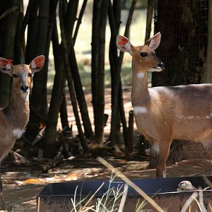 Cape bushbuck (Tragelaphus sylvaticus sylvaticus)