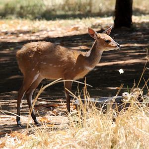 Cape bushbuck (Tragelaphus sylvaticus sylvaticus) young
