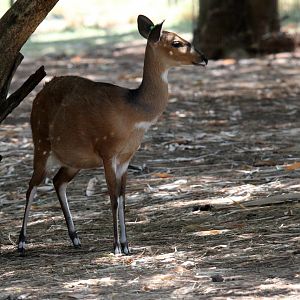 Cape bushbuck (Tragelaphus sylvaticus sylvaticus)
