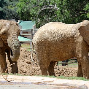 African bush elephant (Loxodonta africana)