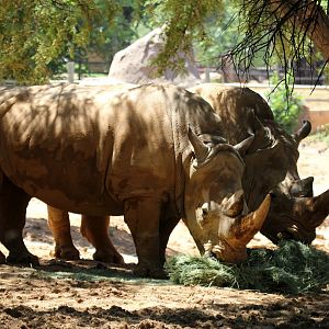 Southern White Rhino (Ceratotherium simum simum)
