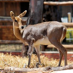 Southern mountain reedbuck (Redunca fulvorufula fulvorufula)