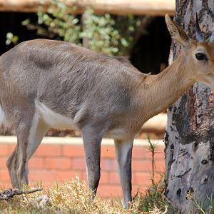 Southern mountain reedbuck (Redunca fulvorufula fulvorufula)