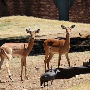 common impala (Aepyceros melampus)
