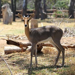 Southern mountain reedbuck (Redunca fulvorufula fulvorufula)