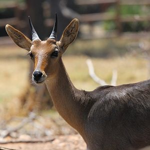 Southern mountain reedbuck (Redunca fulvorufula fulvorufula)