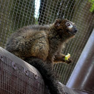 red-bellied lemur (Eulemur rubriventer)