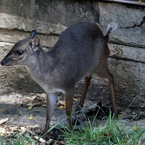 Cape blue duiker (Philantomba monticola monticola)