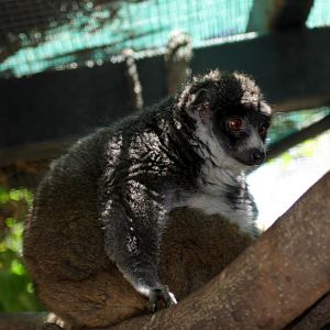 common brown lemur (Eulemur fulvus) ID?