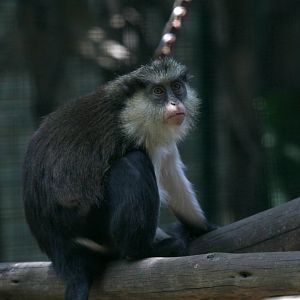 mona monkey (Cercopithecus mona)