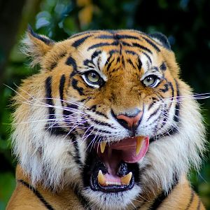 Sumatran Tiger (Panthera tigris sumatrae)