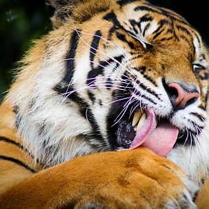Sumatran Tiger (Panthera tigris sumatrae)