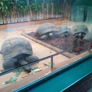 Aldabra Giant Tortoise Indoor Enclosure