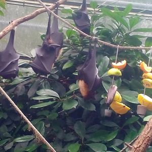 Giant Fruitbats