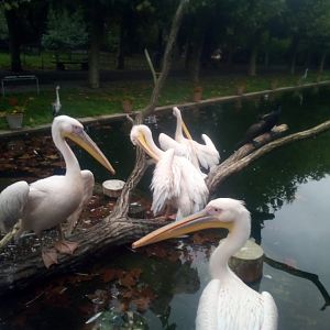 Greater White pelicans