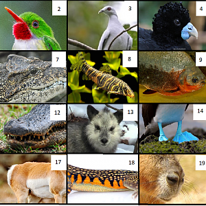 June 11th Animal identification + Odd one out challenge.