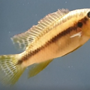 Benitochromis riomuniensis