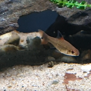 Enteromius callipterus