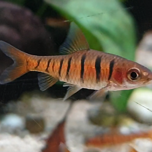 Enteromius fasciolatus