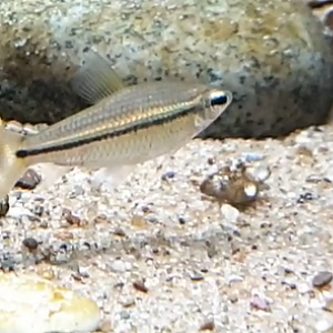 Phenacogrammus aurantiacus