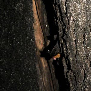bat species ID?