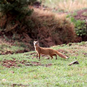 yellow mongoose (Cynictis penicillata) wild