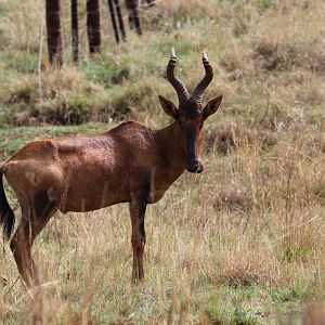 red hartebeest (Alcelaphus caama)