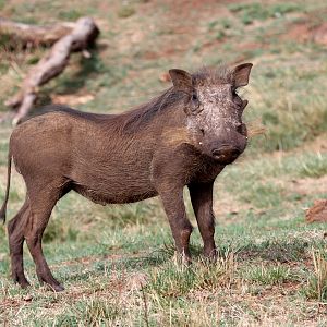 Southern warthog (Phacochoerus africanus sundevallii)