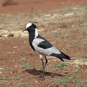 Blacksmith Lapwing (Vanellus armatus)