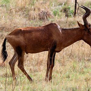 red hartebeest (Alcelaphus caama)
