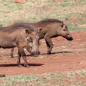 Southern warthog (Phacochoerus africanus sundevallii)